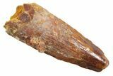 Juvenile Fossil Spinosaurus Tooth - Real Dinosaur Tooth #354833-1